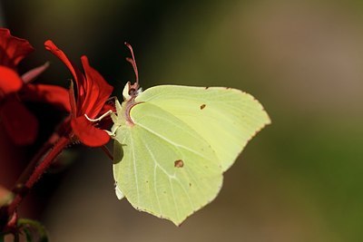 BUITEN BEELD Foto: 180611