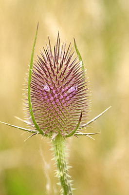 BUITEN BEELD Foto: 180667