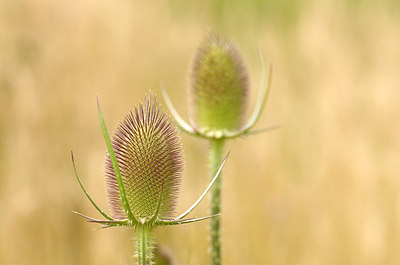 BUITEN BEELD Foto: 180668