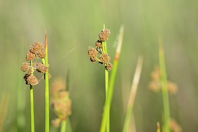 BUITEN BEELD Foto: 180684