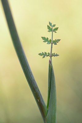 BUITEN BEELD Foto: 180693