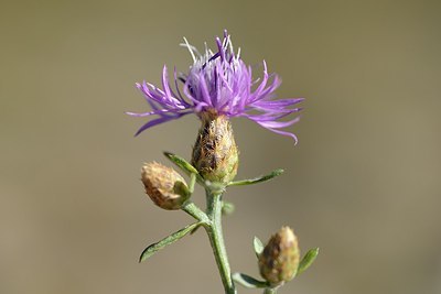 BUITEN BEELD Foto: 180699