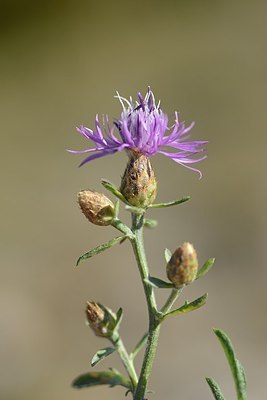 BUITEN BEELD Foto: 180700