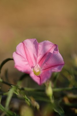 BUITEN BEELD Foto: 180704