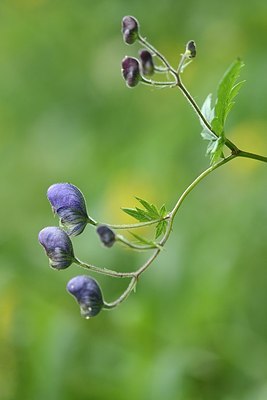 BUITEN BEELD Foto: 180715