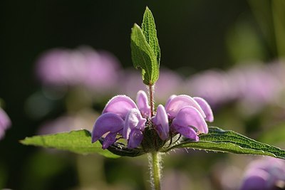 BUITEN BEELD Foto: 180725