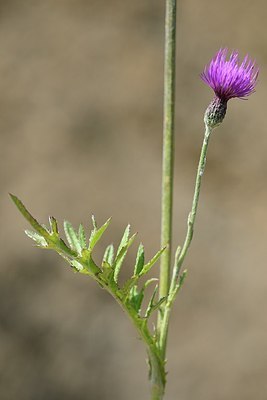 BUITEN BEELD Foto: 180739