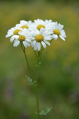 BUITEN BEELD Foto: 180754