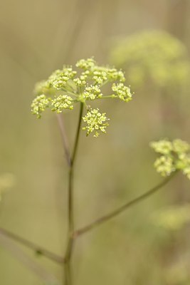 BUITEN BEELD Foto: 180810