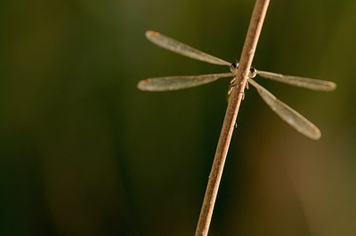 BUITEN BEELD Foto: 180822