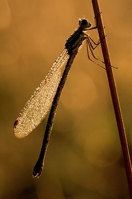 BUITEN BEELD Foto: 180827