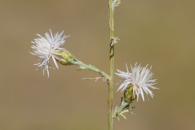 BUITEN BEELD Foto: 180836