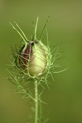 BUITEN BEELD Foto: 180839