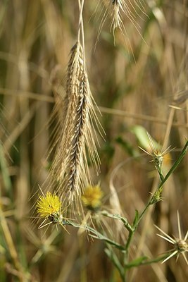 BUITEN BEELD Foto: 180857