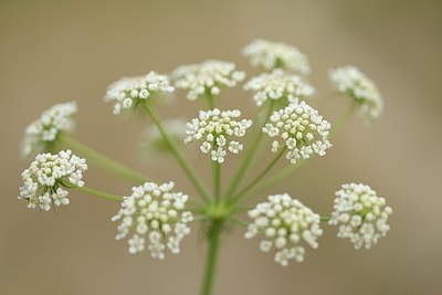 BUITEN BEELD Foto: 180863