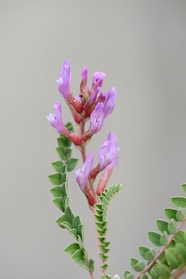 BUITEN BEELD Foto: 180865