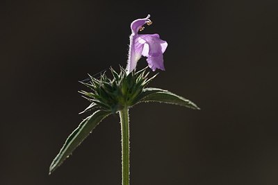 BUITEN BEELD Foto: 180868