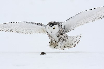 BUITEN BEELD Foto: 180869