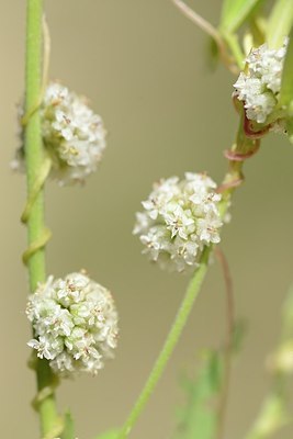 BUITEN BEELD Foto: 180881