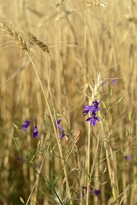 BUITEN BEELD Foto: 180887