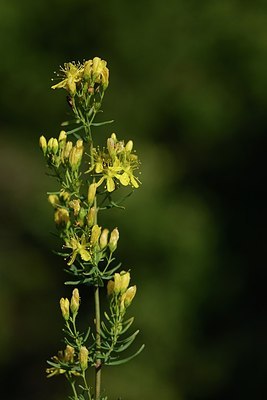 BUITEN BEELD Foto: 180902