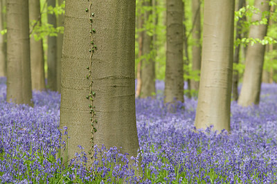 BUITEN BEELD Foto: 180932