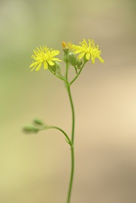 BUITEN BEELD Foto: 180939