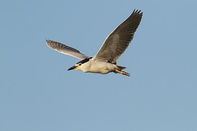 BUITEN BEELD Foto: 181162