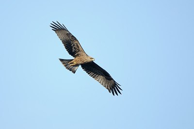 BUITEN BEELD Foto: 181171