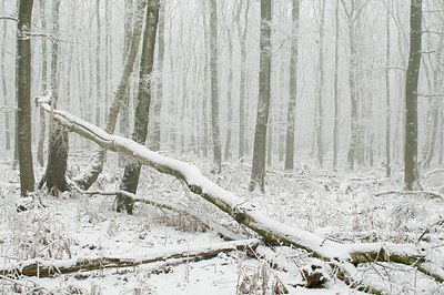 BUITEN BEELD Foto: 181193