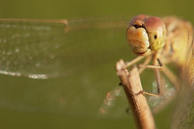 BUITEN BEELD Foto: 181285