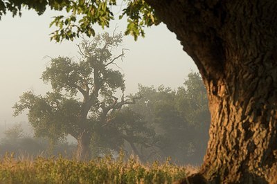 BUITEN BEELD Foto: 181345