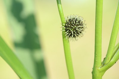 BUITEN BEELD Foto: 181378