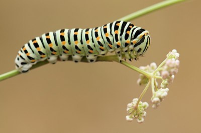 BUITEN BEELD Foto: 181379