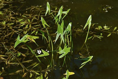 BUITEN BEELD Foto: 181380