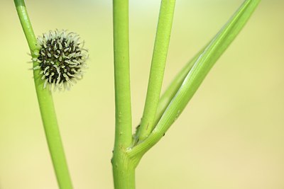 BUITEN BEELD Foto: 181386