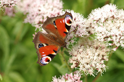 BUITEN BEELD Foto: 181440