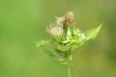 BUITEN BEELD Foto: 181446