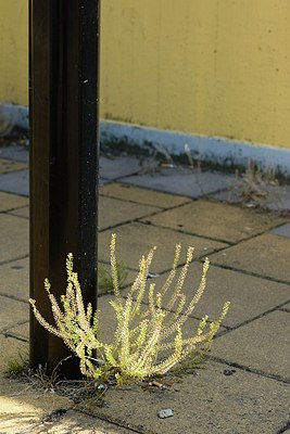 BUITEN BEELD Foto: 181451