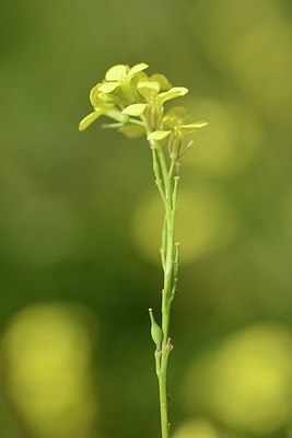 BUITEN BEELD Foto: 181464