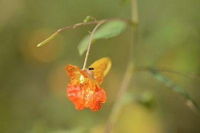 BUITEN BEELD Foto: 181513