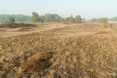BUITEN BEELD Foto: 181531