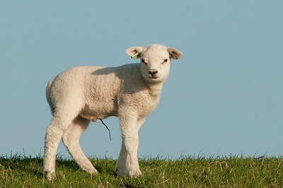 BUITEN BEELD Foto: 181556