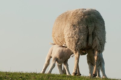 BUITEN BEELD Foto: 181558