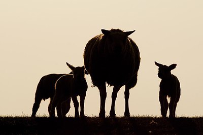 BUITEN BEELD Foto: 181560