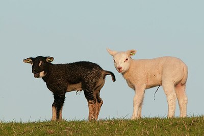 BUITEN BEELD Foto: 181567