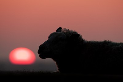 BUITEN BEELD Foto: 181573