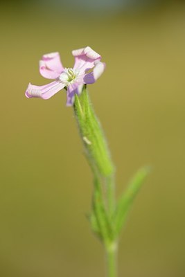 BUITEN BEELD Foto: 181636