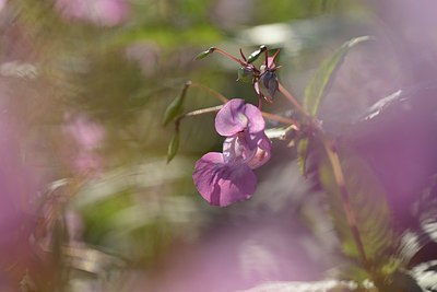 BUITEN BEELD Foto: 181643