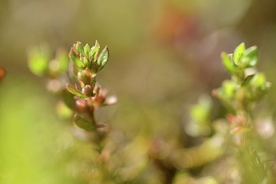 BUITEN BEELD Foto: 181647